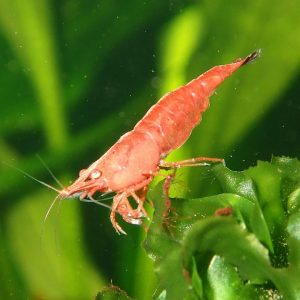 image of shrimp source of chitosan